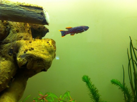 Le pépère dans le nouvel aquarium